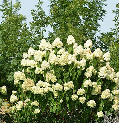 Hochstamm Rispenhortensie Skyfall 100-125cm - Hydrangea paniculata - lebende Gartenpflanze aus den Baumschulen