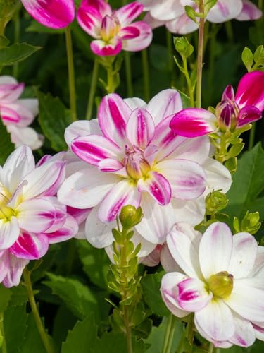 Dahlie Saint Martin | 1 Stück | Knolle | Schnittblume | Rosa | Weiß | 100% Blütegarantie | QFB Gardening