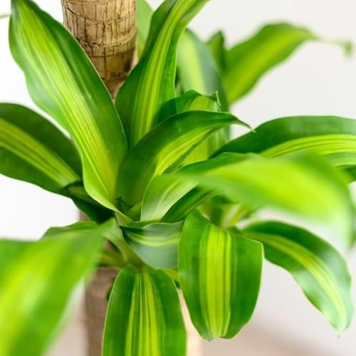 Pianta Dracaena Cintho