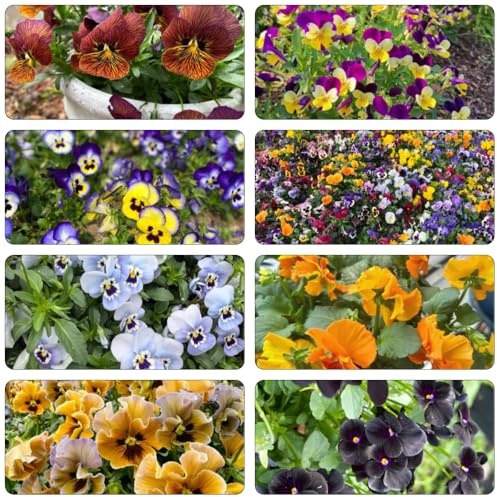 stiefmütterchen blumengarten balkonpflanzen frühling mehrjährige blumensamen frühlingsblumen blumenstauden winterhart schmetterlingsflieder topfpflanzen echt sommerblumen 800samen