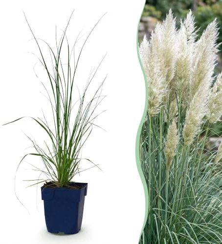 Green boutiQ - Graminées - Cortaderia sell. Pumila - Herbe de la Pampa naine - Avec Plumet - Gris - 6 Plantes - Pot 11cm - Hauteur 15-25cm