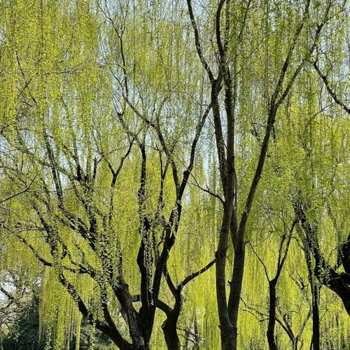 salice piangente - Salix babylonica giardino letto rialzato balcone giardino 20semi