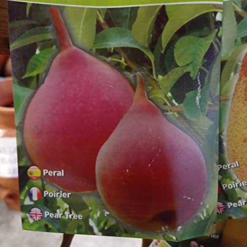 Red Pear Tree, 2 Year Tree, Laminated Brush, 1.5 m, Height