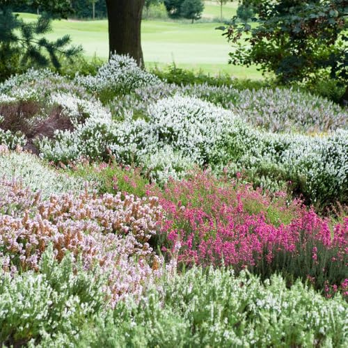 YouGarden Four Seasons Heather Collection, Set of Three Established Heathers in 9cm Pots, Ready to Plant, Evergreen Colour Plants for Pots and Gardens, Plant Now
