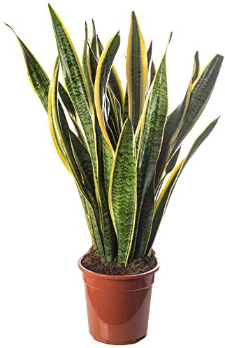 Snake Plant Sansevieria Tall Indoor Plants Exotic Large Trees for Your Home
