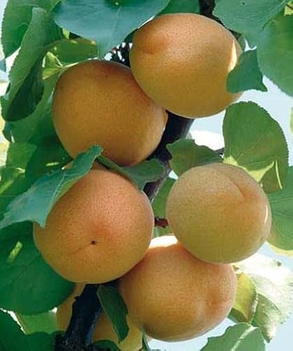 Vivaio Garden Forest Albicocco Precoce di Imola Prunus armeniaca | Pianta da Frutto Autofertile, Maturazione Giugno, Frutti Arancio Medio-Grossi