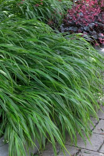Hakonechloa macra 'Albostriata' 11x11 cm Topf – Winterhart, Mehrjährig, Pflegeleicht – Japanisches Waldgras – Ziergras für Schattenbeete & Kübel