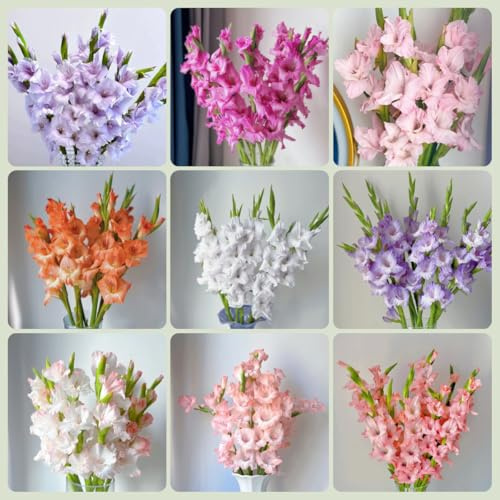 gladiolen winterhart,Gladiolus, balkon exotische deko garten 12zwiebeln