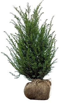 Eiben ‚Taxus baccata‘ – Heckenpflanze – Auswahl der Höhe 60–225 cm – immergrün & robust – ideal für dichte Hecken und Sichtschutz (Variante 80-100cm)