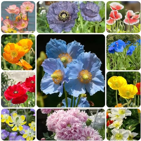 Semillas de amapola de maíz - cortadas Papaver rhoeas - raras, perenne resistente 800pcs
