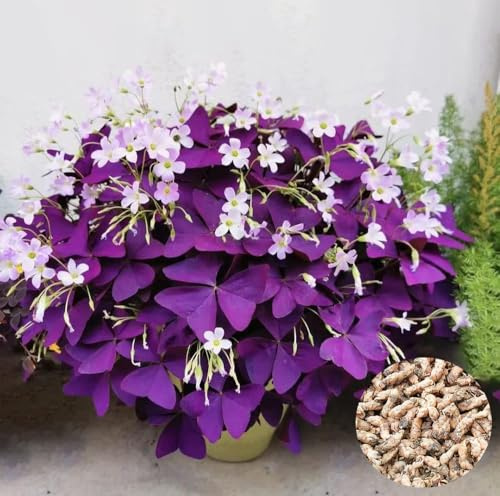 20 pezzi di Oxalis, trifogli viola, bassa manutenzione, adatti per la coltivazione in interni, esterni, giardini e vasi