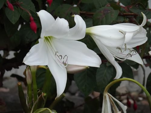 Blumenzwiebel - Raritäten : xAmarygia alba 1 Zwiebel 18/20