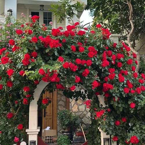 semillas resistentes de rosal - para exterior, exóticas Rosas trepadoras orgánicas, perennes 500pcs