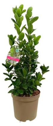 Euonymus japonica | Arbusto Perenne | Planta natural en Maceta M22 40-50cm | Ideal para Setos y Jardinería Ornamental