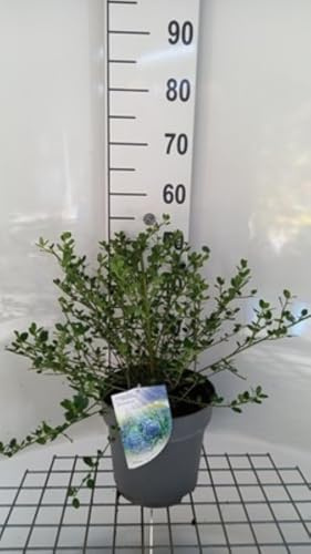 Ceanothus impr. 'Victoria' - Amerikanischer Flieder, Sichelblume 50-60 cm im Topf