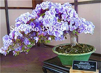. 100 Pcs exótico japonés Azalea Bonsai, Mezclado Rododendro Azalea, Azalea Bonsai Árbol de Bricolaje Seedssplant para el hogar Jardín: 1