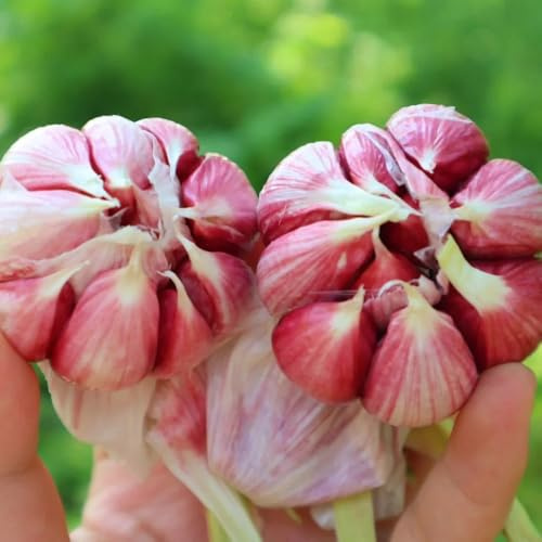 semi di aglio per la semina biologica di invernali, selvatiche, tradizionali da giardino tappezzanti rare, 350pcs
