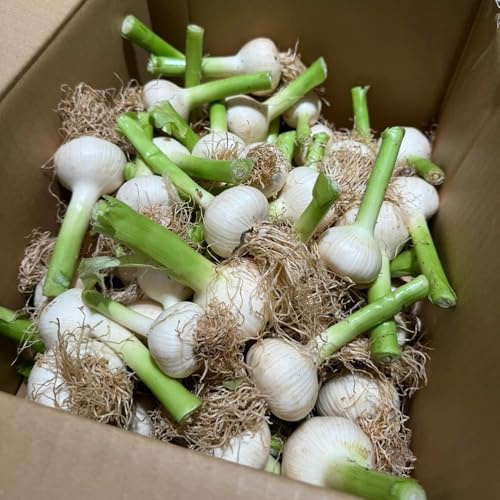 ajo orgánico Cultivo de hortalizas de invierno plantar ajo Semillas hortalizas orgánicas, resistentes al invierno, Semillas y medicinales para balcón Variedades tradicionales, 300semillas