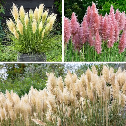 YouGarden Pampas Grass Collection, Set of Three Established Pampas Grass in 9cm Pots, Ready to Plant for Garden Displays, Pink and White Flowers with a Compact 'Tiny Pampa'