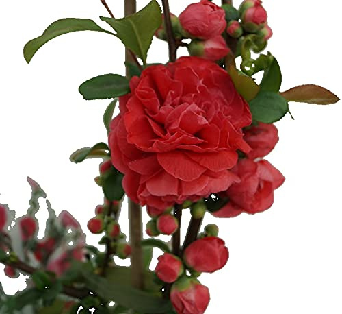 Zierquitte Pink Storm´, Chaenomeles japonica, 40-60cm im 3L Topf