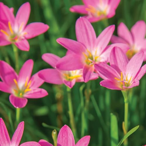Lampadine Profumate,Bulbi Di Giglio Di Pioggia,Fiori Decorativi,Naturale, Salutare,Purificazione Dell'Aria,Lungo Periodo Di Fioritura-5 Bulbi-E