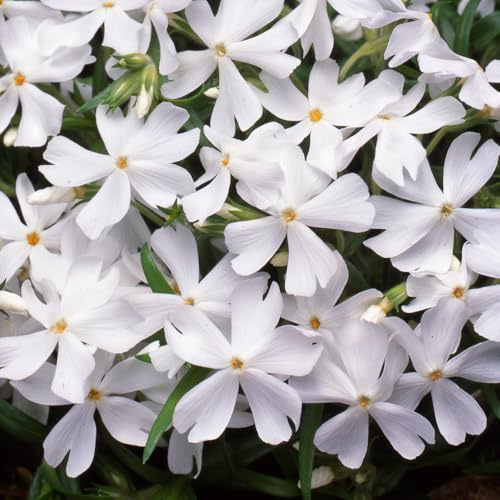Bedwen Creeping Phlox 'White Delight' 9cm Plant x2 – Evergreen Ground Cover with Pure White Early Spring Flowers for Rockeries, Paths & Edging