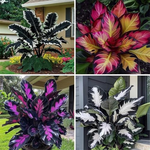 Rizomas de oreja de elefante, rizomas de jardín, rizomas ornamentales perfectos para interiores, rizomas de alta calidad, rizomas de taro resistentes al invierno, 8 cebollas-G