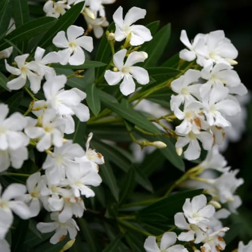 Semi di oleandro - semi di selvatici giardino primaverili resistenti per i luoghi soleggiati balcone bio raro 25pcs