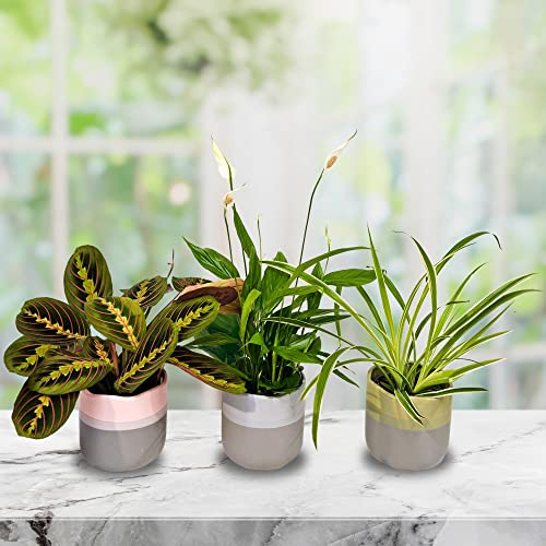 Air Purifying Indoor Plants - Peace Lily, Spider Plant, Prayer Plant - Set of 3 in 12cm Pots for Office or Home