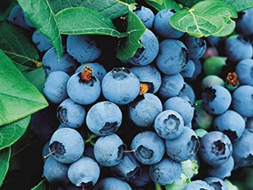 1 PIANTA DI MIRTILLO AMERICANO BRIGITTA MATURAZIONE FRUTTI A GIUGNO