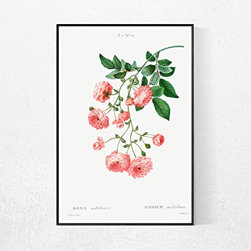 Loyience PRINTABLE WALL ART Rambler Rose Flower Poster, Wall Decor, Home Decor, Printable Art, Botanical Print,Wall art, living room canvas, dining room decorations, frameless 20X30 inch