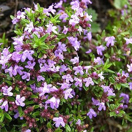 PERZOE 1000 Pz Thymus Vulgaris Semi di Timo Selvatico, Salsa di Erbe Che Fa Pianta da Giardino di Spezie Semi di Timo volgare