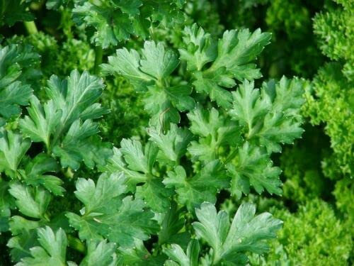 50 SEMI DI PREZZEMOLO RICCIO