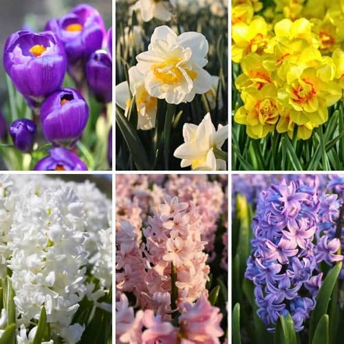 Mix di bulbi da fiore Early Spring Mix - 50 bulbi da fiore - crochi, narcisi, giacinti - mix viola, giallo, bianco, rosa, blu - profumati, a fiori grandi, a fioritura precoce, resistenti all'inverno -