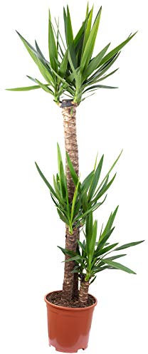 Lirio de palma de 3 tallos – Planta de interior real, Yucca Elephantipes Palmera 120/60/30 – Altura aprox. 155 cm, diámetro de maceta 27 cm