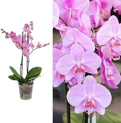 Orquídea Mariposa - Phalaneopsis Orchidee - Planta Natural con Flores Decorativas