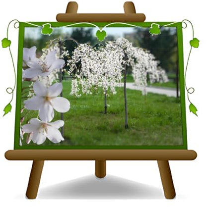 EURO PLANTS VIVAI Ciliegio Pendulo Bianco su Vaso da 20x26 cm Altezza 170-190 cm - 3 Anni