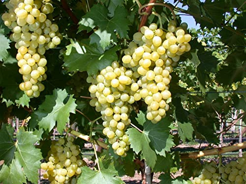 Weinrebe Vitis vinifera Phönix Tafeltraube 80-100 cm winterhart | Suesse Tafeltraube, robust, pflegeleicht, sonniger Standort, ideal fuer Garten, Balkon, Terrasse und Sichtschutz