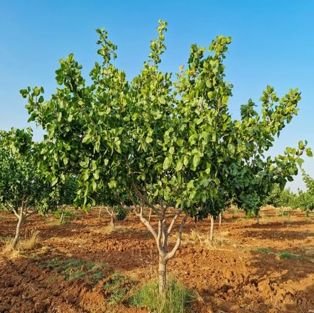 10 semi di pistacchio verdi