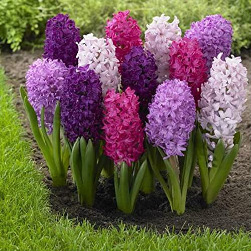 Hyacinthus Bulbi -Compatti,Robusti, Naturali, Freschi,Vitali-4 Bulbi-C