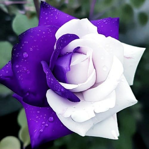 Winterharte Rose – Strauchrose Rose für Beetrand & Außenbereich, pflegearm und beständig-C-4 Rhizome