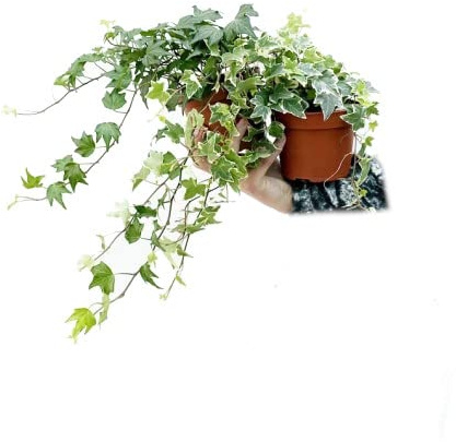 Hiedra Verde y Hiedra Variegata | DECOALIVE | Hedera Helix | Plantas de Interior Naturales Que Filtran el Aire