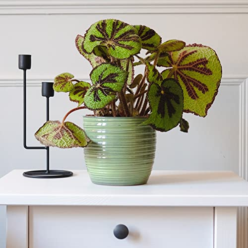Houseplant Begonia masoniana 'Rock' Compact Tender Perennial Variegated Leaves Pink Blooms RHS AGM Easy to Grow Your Own House Plants 1x 12cm Potted Plant by Thompson and Morgan