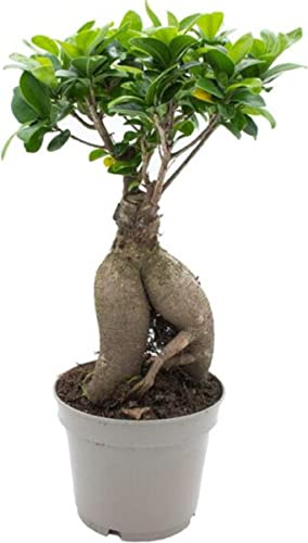 DECOALIVE Mini Ficus Ginseng Planta Natural para Generar un Bonsái en Casa