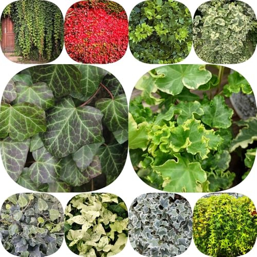 Semi di edera verdi semi di sempreverde, resistente al freddo balcone prodotti sostenibili arredamento del soggiorno serre balcone d'appartamento purificatrici 500pcs
