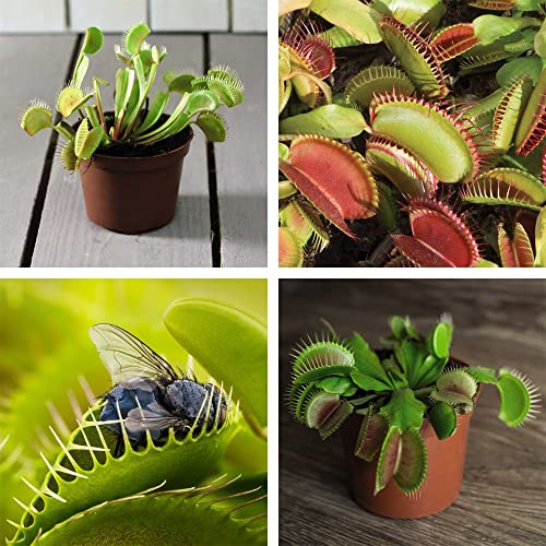 Venus Fly Trap Indoor House Plant Indoor Easy to Look After Carnivorous Fly Catcher Plant 1 x Dionaea Muscipula in a 9cm Pot by Thompson & Morgan