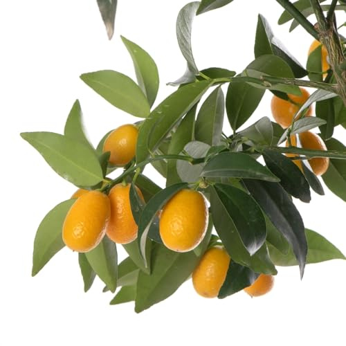 Naranjo Cherry Natural en Maceta Cultiva Kumquats Jugosos a tu Alcance