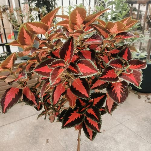 buntnesselsamen mehrjährig, winterharte stauden exotische 350pcs
