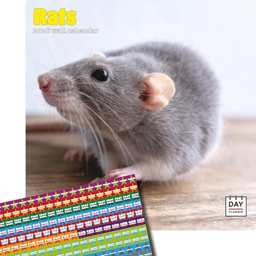 Dayplanner Publishing Rats-kalender 2025, stor fyrkantig väggkalender, 16 månader, råttor gåva djurkalender