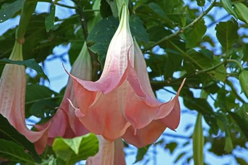 5 SEMI DI Brugmansia RosaEngelstrompete Brugmansia semi freschi